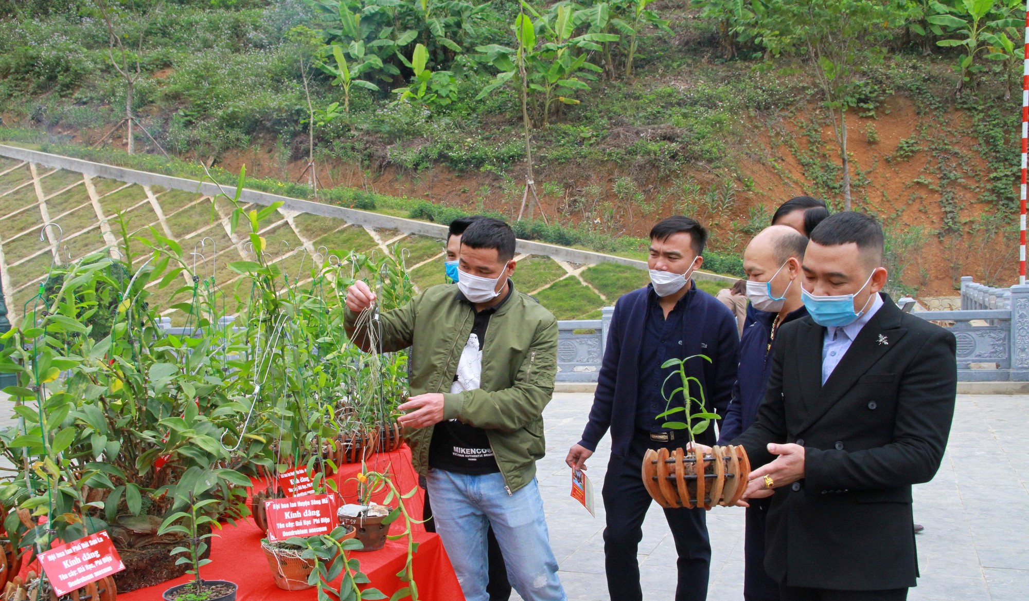 Những người yêu lan trong tỉnh Sơn La tặng cho Ban quản lý khu di tích 50 giò lan thuộc các dòng lan quý. (Nguồn ảnh: trangtraiviet.vn)